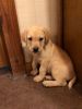 Yellow Labrador Pups Available Now