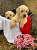 Cream White and Yellow Christmas Labrador Pups