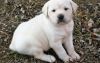 AKC Registered Cream White Labrador Retriever Puppies