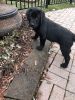 AKC Black Labrador Retriever Puppies