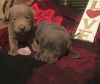 AKC Registered Charcoal/Silver Lab Puppies