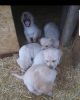 Akc Yellow labs puppies