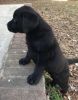 Lovely AKC Labrador Retriever Puppies For Sale. TEXT (xxx) xxx-xxx2