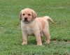 Available AKC Labrador Retriever Puppies