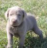 Adorable Labrador retriever pups