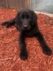 AKC Black Labrador Retriever Puppy
