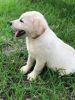Light Yellow Labrador Male Pup
