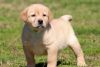 Yellow/Cream Labrador Retriever Puppies For Sale!