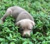 Beautiful AKC Silver Labrador Retriever Pups