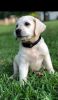 Cream White Labrador Pups Available Now