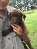 Akc chocolate Labrador retrievers (champion bloodline)