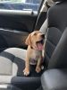 Handsome Labrador Retriever Puppy for Sale