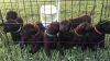 AKC Lab Pups Available now.