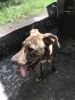 Lab and pit mix 150 obo