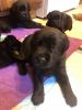 Pure breed English black labradors for sale!