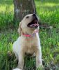 English Bred Yellow Labrador Retriever Pups Available Now