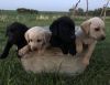 Lab puppies for sale:)