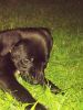 Black labrador puppies 8 weeks