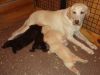 AKC registered Labrador Retriever puppies male and female