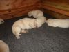 AKC registered Labrador Retriever puppies