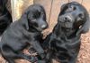 AKC Black Labrador Retriever Puppies
