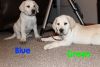 Yellow/White AKC Registered Labs