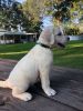 Cream White labrador Retreivers Pups