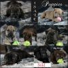 Lab/Beagle Mix Puppies 4 Sale