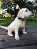 Cream White and Yellow English Labrador Puppies