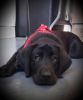AKC Labrador Retriever Puppy for sale Black female 10 weeks