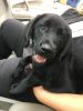 Labrador Retriever puppy needs new home