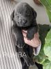 English Silver and Charcoal Lab Puppies