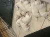 Labrador retrievers born 10/3/19