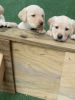 Purebred lab puppies for sale