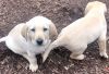 AKC Yellow Labrador Retriever Puppies