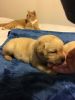 AKC Lab puppies! Accepting deposits to hold