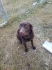 Chocolate lab for sale