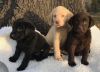 Chocolate, Black and Yellow Labrador Pups Available for Christmas