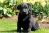 Sweet and Trained Choc/Black Lab Puppies Ready