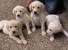AKC registered yellow labs