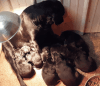 AKC Black Male Labrador Retriever Puppies