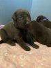 AKC English Labrador puppies