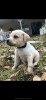 English Bred Light Yellow Labrador Retriever Pups