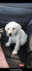 Labrador Retriever Puppy For Sale AKC Registered