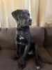 Labrador retriever/ American Bulldog mix For Sale