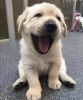 Adorable Labrador Retrievers Puppies
