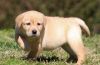 Labrador Retriever puppies for adoption