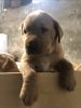 Yellow Lab Puppies Available 9/4/2020