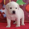 Purebred Labrador Retriever pups for sale