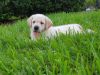 Pure Bred Labrador Retriever puppy 8wk